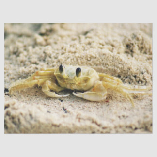 Papel De Seda Caranguejo da areia, Curaçau, ilhas das Caraíbas,