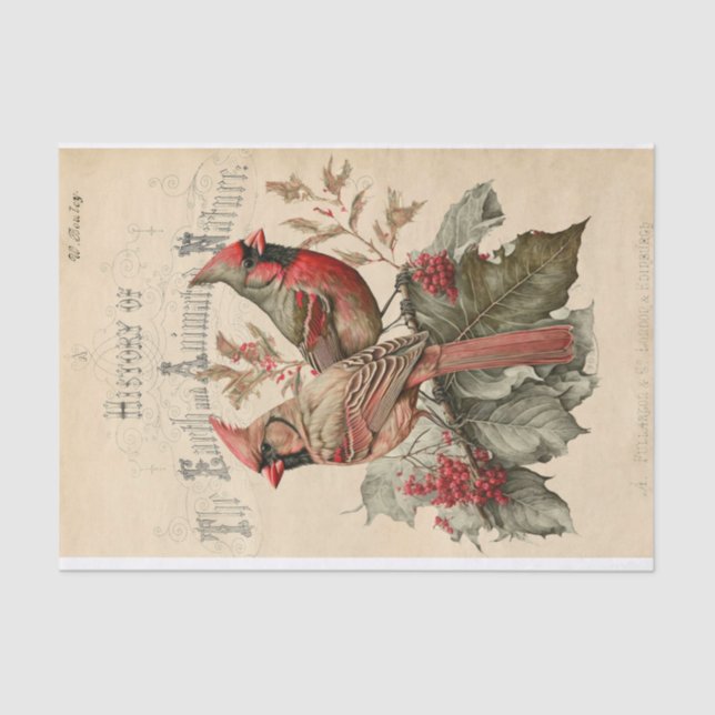 Papel De Seda Cardeais (Frente )