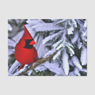 Papel De Seda Cardeal Vermelho Inverno
