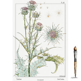 Papel De Seda Cardo, Série de Botânica de Eugene Grasset