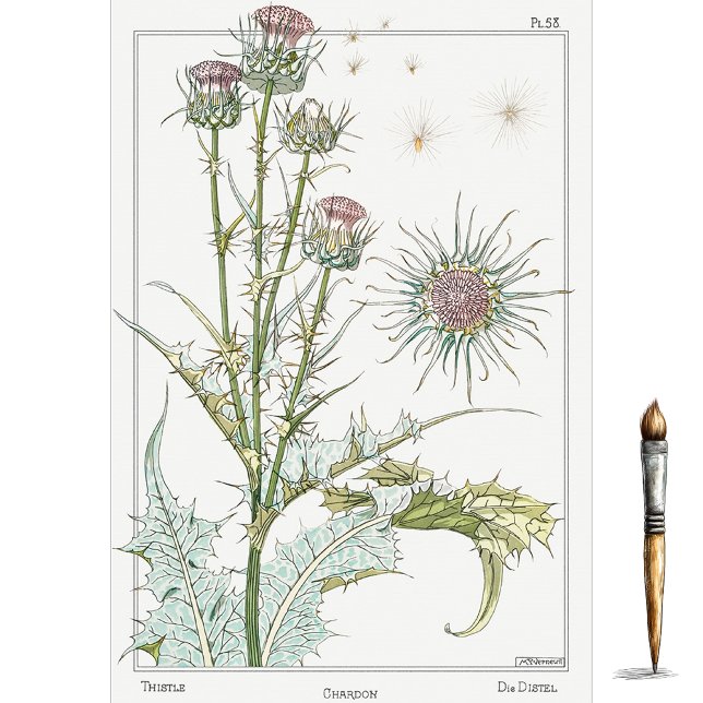 Papel De Seda Cardo, Série de Botânica de Eugene Grasset (Criador carregado)