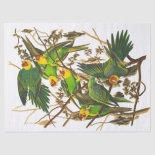 Papel De Seda Carolina Parrot por John James Audubon