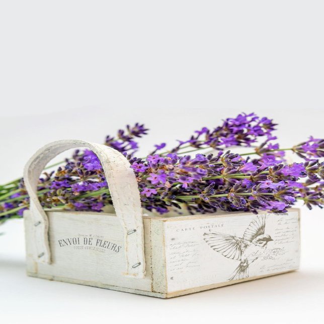 Papel De Seda Carte Postale Bird - Script Francês Sepia (Criador carregado)