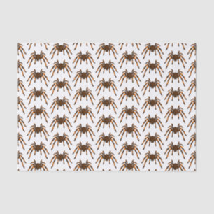 Papel De Seda Cartoon de aranha-do-marrom e-laranja-acastanhado