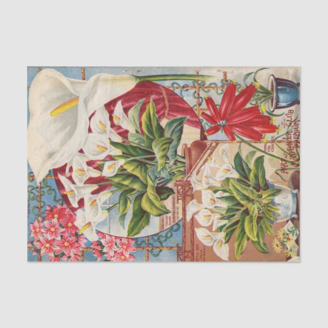 Papel De Seda Catálogo de Sementes Antigas Callas e Jacintos (Frente )