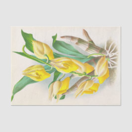 Papel De Seda Catasetum Macrocaprum (orquídea) por Jean Linden