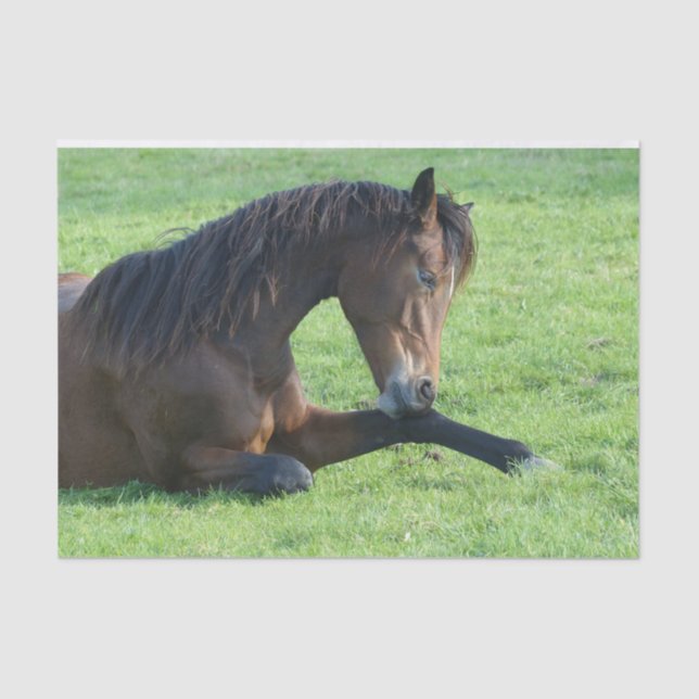 Papel De Seda Cavalo castanho bonito a vaiar na grama (Frente )