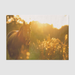 Papel De Seda Cavalo incrivelmente deslumbrante banhado pela luz