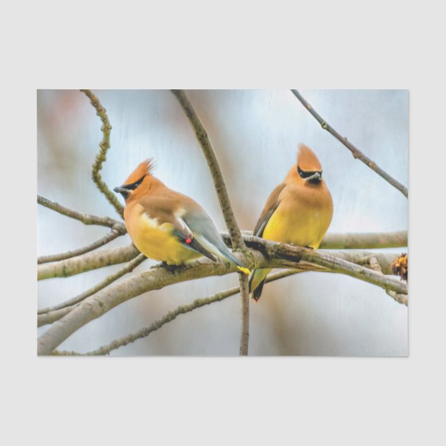 Papel De Seda Cedar Waxwing - Foto Original (Frente )