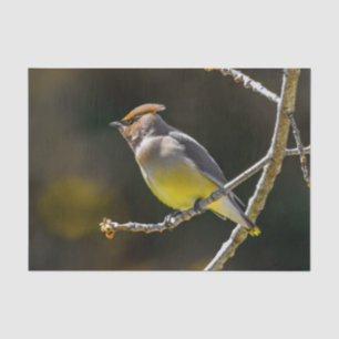 Papel De Seda Cedar Waxwing Songbird Original Foto de Pássaro Se