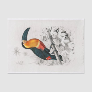 Papel De Seda Charles Dessalines D' Orbigny | Toucan