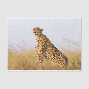 Papel De Seda Cheetah