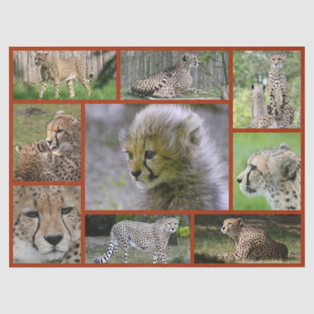 Papel De Seda Cheetah-Collage 001 Poster (Frente )