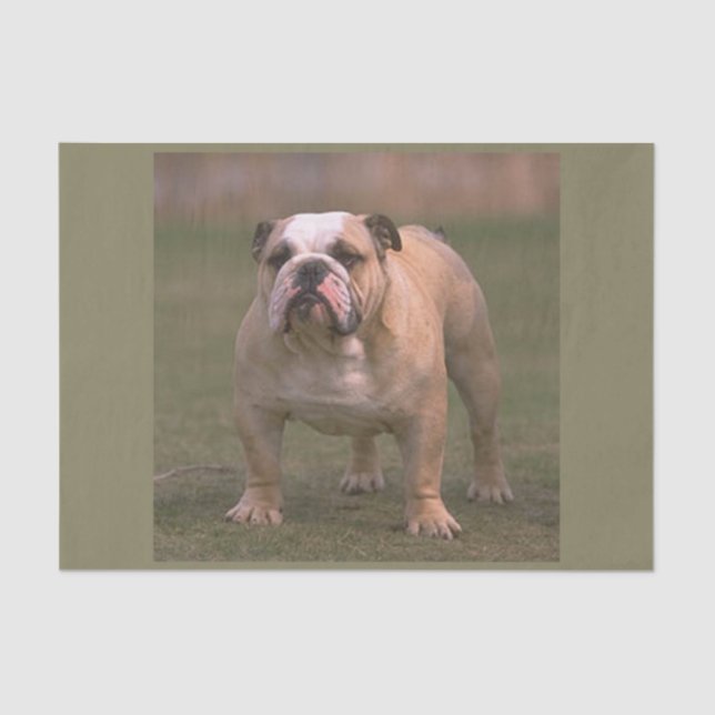 Papel De Seda cheio 2 do buldogue (Frente )
