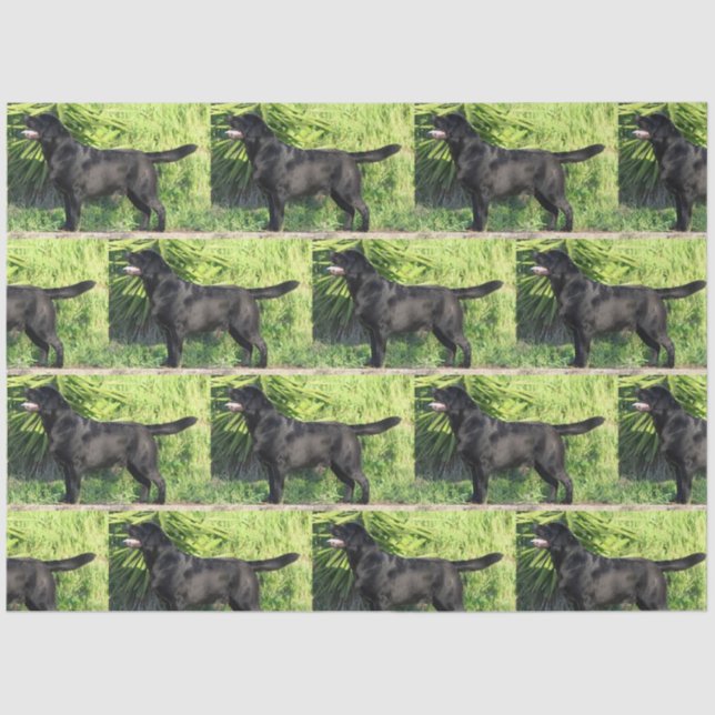 Papel De Seda CHEIO de laboratório preto LR (Frente )