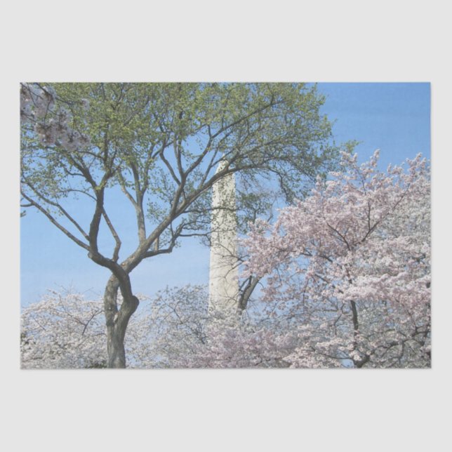 Papel De Seda Cherry Blossoms e o Monumento de Washington em DC (Frente )