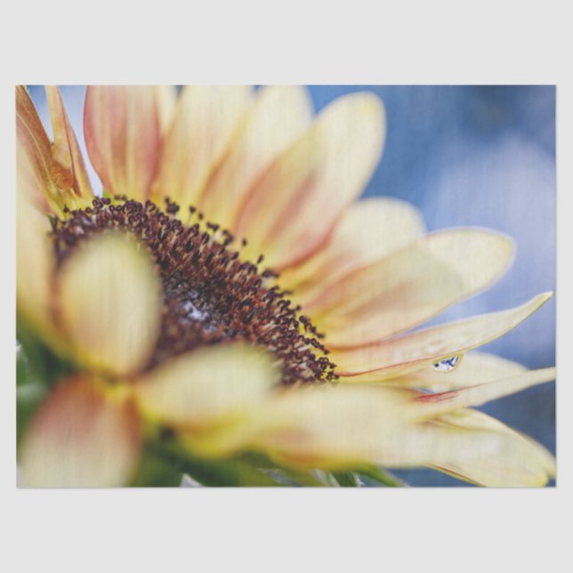 Papel De Seda Cherry Rosa Sunflower (Frente )