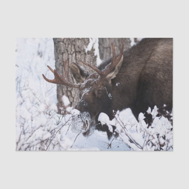 Papel De Seda Chilly Moose (Frente )