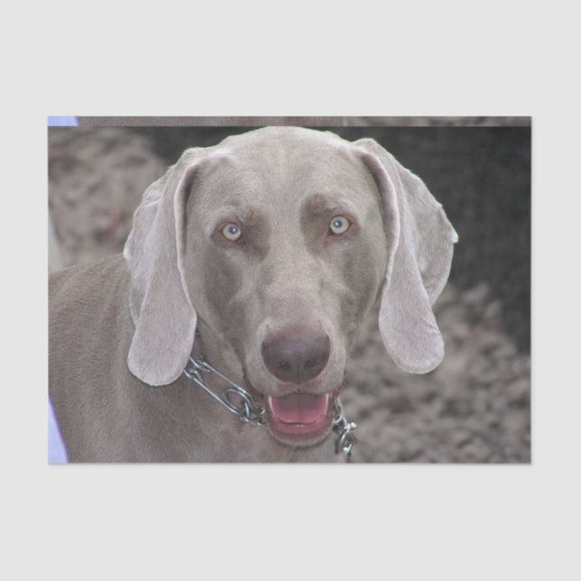 Papel De Seda Chocolate Weimaraner (Frente )