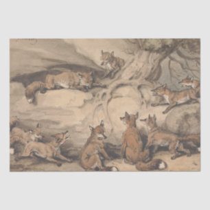 Papel De Seda Cinza (Canis Virginianus)