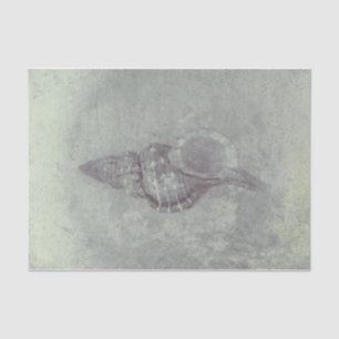 Papel De Seda Cinza de Sea Shell Textura de praia do Oceano