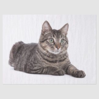 Papel De Seda Cinza Tabby Cat