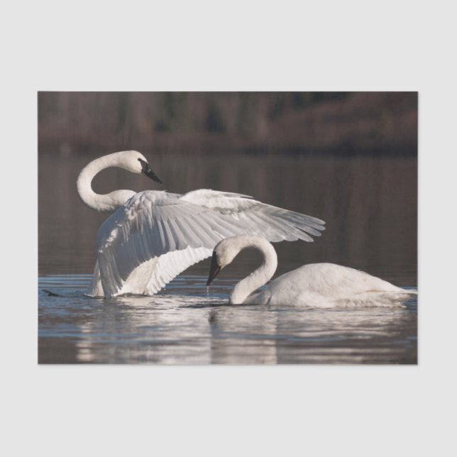 Papel De Seda Cisnes Adoráveis (Frente )