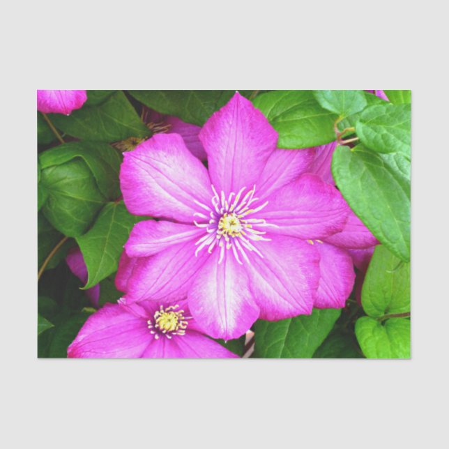 Papel De Seda Clematis (Frente )