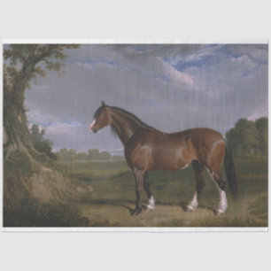 Papel De Seda Clydesdale Stallion (Cavalo de raça pura) (Animal)