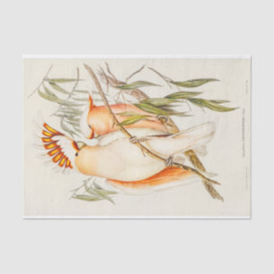 Papel De Seda Cockatoo