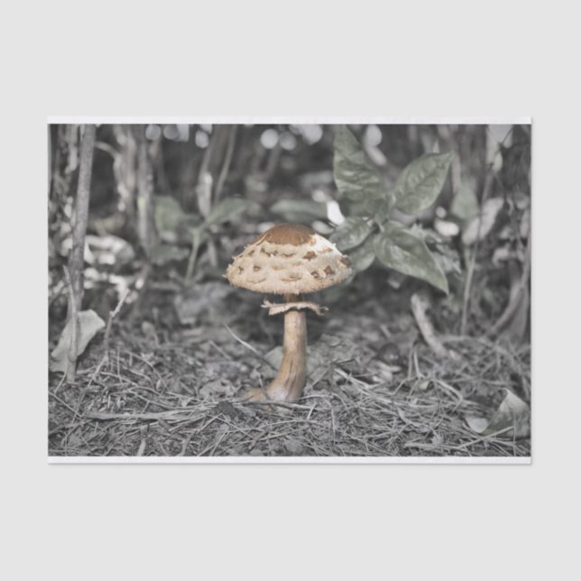 Papel De Seda Cogumelo selvagem (Toadstool) (Frente )
