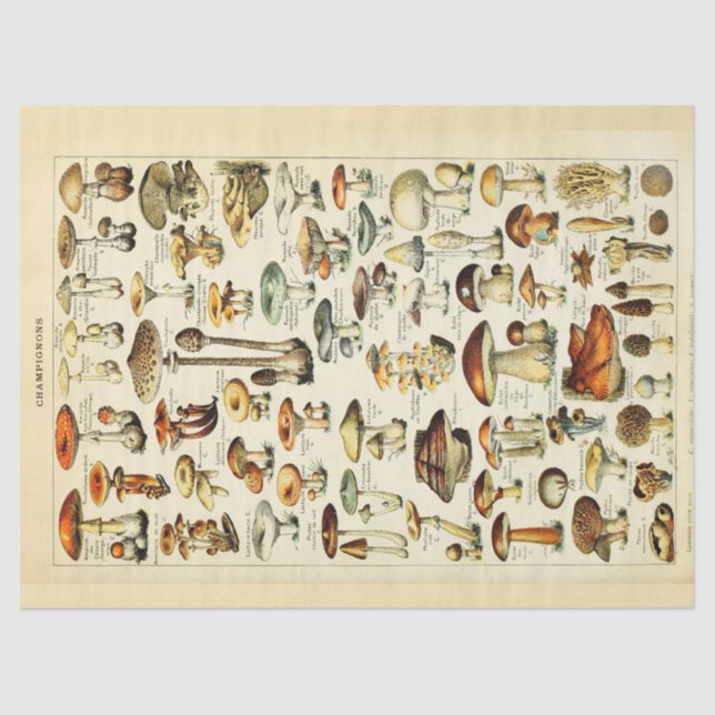 Papel De Seda Cogumelos Vintage Disoupage Tecido (Frente )