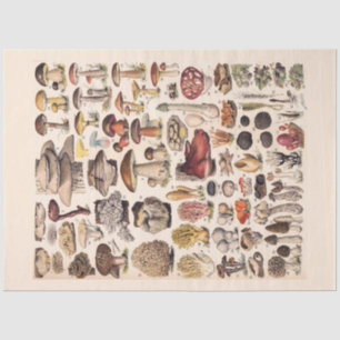 Papel De Seda Cogumelos Vintage Por Adolphe Millot