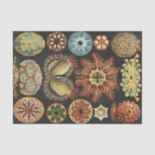 Papel De Seda Colagem de Arte de Vida Marinha Náutica de Ernst H