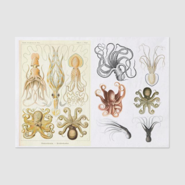 Papel De Seda Colagem de Desacoplamento de Lulas de Octopus do O (Frente )