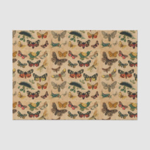 Papel De Seda Coleção de Borboletas Vintage - Antiguidade - Diss
