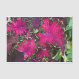 Papel De Seda Coleus Macro