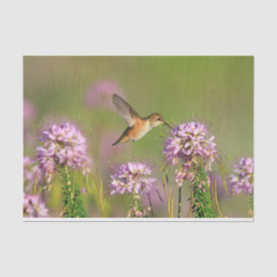 Papel De Seda Colibri e Wildflowers
