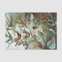 Colorido Hummingbird por Ernst Haeckel Poster