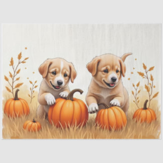 Papel de Seda com Cachorrinhos no Campo de Abóbora