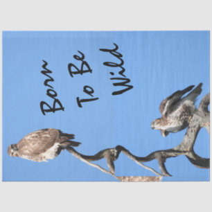 Papel De Seda Composto de Falcão Juvenil Red Tailed