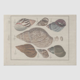 Papel De Seda Conchas do Mar Náutico Ephemera Decoupage Francês