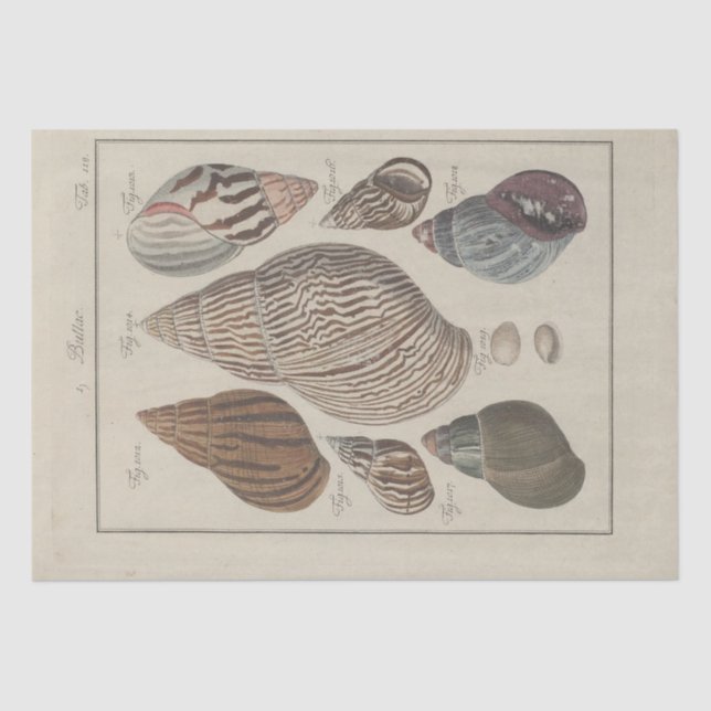 Papel De Seda Conchas do Mar Náutico Ephemera Decoupage Francês (Frente )