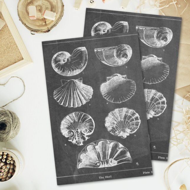 Papel De Seda Congeladores russos de zonas francas (Rustic beach french country chalkboard seashells tissue paper)