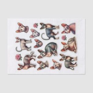 Papel De Seda Conjunto de Gatos Esfinge Sem Cabelo