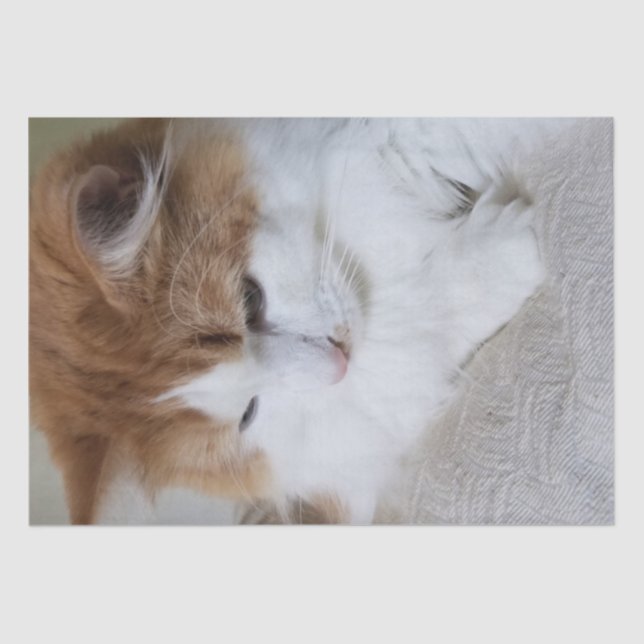 Papel De Seda Contemplação do Gatinho (Rico Felino): Foto Cat (Frente )