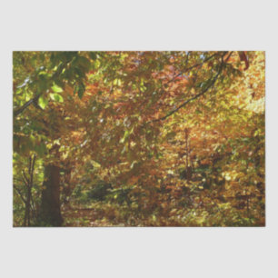 Papel De Seda Cópias de Folhas de outono Fotografia de outono A