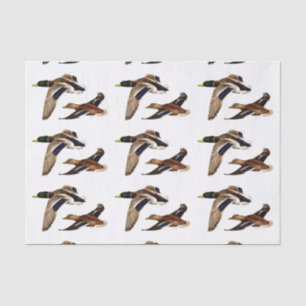 Papel De Seda Cor de Fundo de Recolha de Patos Mallard