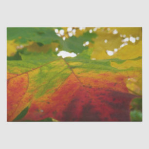 Papel De Seda Cores da Folha de Bordo Fotografia da Natureza de 