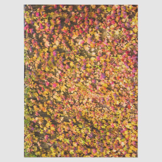 Papel De Seda Cores de outono dourado na parede de hera (Frente )